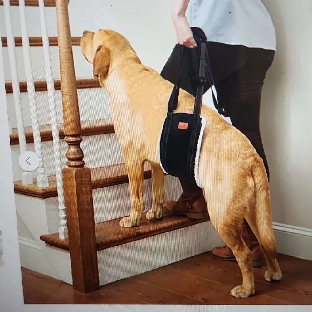 Loobani portable dog lift